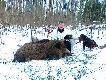 Kabanek uszed� ok.500m Kol. po strzelbie.