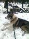 Grudzie� 2010r. �ajce jako� specjalnie nie przeszkadza pole�e� sobie na p�p�ynnym �niegu.