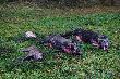 Pokot polowania zbiorowego K�.”Szarak” w Dzia�dowie 