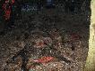 Ca�y pokot strzelonych dzik�w przy pomocy alpejczyk�w i jag�w