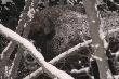 Dzi� rano. Nie chcia� pozowa�...