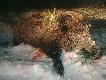 23.12.2010r. Szybkie bo niespe�na 10 minutowe polowanie zako�czone sukcesem. Hubert darzy� �e�skim przelatkiem. DB