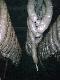 przygotowane do w�dzenia ...