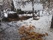 Dzisiejsze dokarmianie. Darz B�r Darek