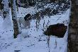 28.12.2010 Cyntia - m�j 14 miesi�czny wy�e�ek podni�s� 2 dzika w swoim �yciu. Dzik dzie� wcze�niej zosta� postrzelony. My�liwi relacjonowa�, �e dzik jest niewielki wi�c nie ba�em si� pu�ci� do niego tak du�ego psa. Po oko�o 2 km poszukiwa� trop urwa� si� w k�pi� kilku �wierk�w.  To z nich Cyntia wypedzi�a dzika i po kilkudziesi�ciu metrach go osaczy�a. Szybko wraz z my�liwym dobiegli�my do miejsca gdzie go g�osi�a. Szybka fotka z przygotowanego aparatu, nast�pnie odwo�a�em psa i dzik zosta� dostrzelony. Mia� on przestrzelony przedni prawy bieg, gdyby zosta� trafiony kilka centymetr�w wy�ej pewnie zosta� by w ogniu. 