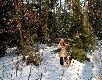 M�j Skarb i pieski "my�liwskie" :-)