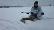 31-12-2010 4 dni bawi�em si� z par� lis�w. Psa strzeli�em wczoraj, a dzi� po 500 metrowym podchodzie, strza� z 110 metr�w z pastora�u i jest liszka. (17)  