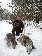Dzisiejszy dublet i tytu� Kr�la Polowania :) Darz B�r Kol�anki i Koledzy w Nowym Roku!!!