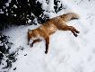 25.12.2010r polowanie z k. Szwarcem. Ma�y podch�d z scotch predator call i jest ten pierwszy jedyny najwa�niejszy... pierwszy zwierz :)) Moje male�stwo to CZ555 308win + DOCTER Classic 3-12x56