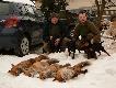Drugi wyjazd na lisy w sezonie uwie�czony dobrym pokotem, przy udziale PUMA Lisia Przygoda, NEMO z Kr�liczego Do�ka i NASO zo Skalickiej (06.01.2011r.)
