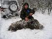 Dzik,kt�rego pozyska�em 22.12.2010r. o godz.18:30 na ��ce.Dzik po strzale poszed� w gesty m�odnik �wierkowy,gdzie musia�bym go szuka� po kolanach,wiec zostawi�em do rana. Na zestrzale ani kropli farby,ale ,,Gryff" rano poprowadzi� do dzika jak po sznurku.Jest to jego 2 pole,a pies ma ju� tyle  podniesionych postrza�k�w na koncie,�e szok! Dzi�kuje Markowi i Gryfowi za pomoc!!! DB Leon