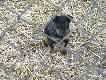M�j nowy jagdterrier ( KODI )