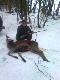 Pierwszy cielak tego sezonu.                                                                  Sory za jako�� zdj zrobione telefonem  Darz B�r koledzy. Darek