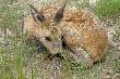 Ko�lak spotkany na polowaniu, udawa� �e go tu nie ma he he ;)