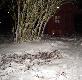 Nie by�o mnie 4 godziny (polowa�em w okolicy), samoch�d sta� pod domkiem, dziki i tak przysz�y i zrobi�y robot�.