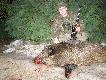 Jest i 16-ty dzik sezonu :) strzelony o 20:40(15.01.2011)Wycinek-waga 70kg.