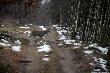 My�la�em, �e ma tylko lew� tyk�, ale na innym zdj�ciu zauwa�y�em, �e prawa jest uszkodzona zaraz nad nadoczniakiem. 31 marca znalaz�em jego lew� tyk�:)