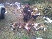 Podk�adanie norowc�w w s�siedzkim kole 16.01