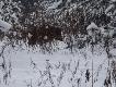 Widziane okiem podk�adacza! Wybrane zdj�cia zrobione w �rodku miotu na zbior�wce z wataszki 19 dzik�w!!!
