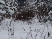 Widziane okiem podk�adacza! Wybrane zdj�cia zrobione w �rodku miotu na zbior�wce z wataszki 19 dzik�w!!!