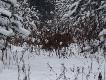 Widziane okiem podk�adacza! Wybrane zdj�cia zrobione w �rodku miotu na zbior�wce z wataszki 19 dzik�w!!!