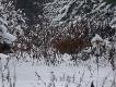 Widziane okiem podk�adacza! Wybrane zdj�cia zrobione w �rodku miotu na zbior�wce z wataszki 19 dzik�w!!!