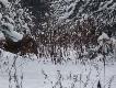 Widziane okiem podk�adacza! Wybrane zdj�cia zrobione w �rodku miotu na zbior�wce z wataszki 19 dzik�w!!!