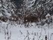 Widziane okiem podk�adacza! Wybrane zdj�cia zrobione w �rodku miotu na zbior�wce z wataszki 19 dzik�w!!!
