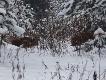 Widziane okiem podk�adacza! Wybrane zdj�cia zrobione w �rodku miotu na zbior�wce z wataszki 19 dzik�w!!!