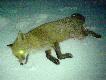 14.01.2011 lisek zwabiony na predatorka :-)przyszed� jak po sznurku