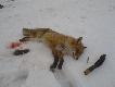 liszka strzelona 19.01.2011 jedno wabienie predatorkiem i lisek przybiega na 25 metr�w