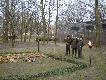 Pokot u�o�ony na terenie Stacji Badawczej w Czempiniu (40 lis�w i 2 jenoty) D.B