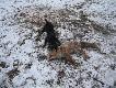 M�j jagdterier  - Bakcyl - (syn Killera z Kr�liczego Do�ka i Arki Rogowskie Jeziora) pierwsze jego norowanie - krew przodk�w nie posz�a na marne...