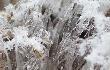 Czy kto� to rozumie? Na le�nych drogach, w miejscach gdzie kiedy� by�y ka�u�e wyros�y takie sople 2-4cm a nawet wi�cej. Ros�y od ziemi a na wierzcho�kach zawija�y si�.  Tu przypr�szone �niegiem 22.01.2011