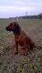 Bruno 
Bd tu zamieszcza zdjcia mojego pieska Bruna . Jest to pies z hodowli z Guchoaz potomek Wotana vom Wiesacker i Biki z Gry Chrobrego jest to miot z 07.09.2009 . Z hodowli Bruno nazywa sie Czort z Gory chrobrego . Jezeli ktos posiada braciszka lub siostre bruna z tego samego miotu prosze pisac .