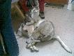 To sie nazywa: wej�c na grz�ski grunt:):):)