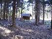 Marcowy wypad na zrzuty
W marcu 2010 wybraem sie na poszukiwanie poroy,w niektrych miejscach lea jeszcze nieg i mylaem e wrc do domu z pustymi rkami jednak stao si inaczej trafi mi sie jeden szpic pewnie z 2009 i dziesitak 2,5 Kg.Sezon 2011 ju blisko... :-)