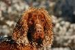 Polowanie "na  bia�ej kufie" ;-)