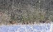 Chmara byk�w - ile lat ma pierwszy z lewej i trzeci od lewej (zrzucony)???