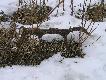 Jeden spo�r�d trzech zrzut�w kt�re znalaz�em w marcu 2010 r w jednym miejscu...le�a�y w promieniu 10 m:-)))Tego ranka znalaz�em 5 zrzut�w:-)