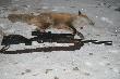 
 ...taka by�a mg�a...�e ledwie go dostrzeg�em...