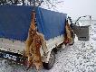 A to nasze 5 lisk�w