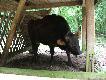 Tak wygl�da �ubro�. Brzydszy ni� Bison bonasus, ale i tak kawa� zwierza...