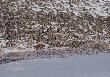 
wida� bardzo chory....niestety nie mia�em przy sobie szczepionki...