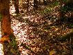 Szustaczek �wie�y drugi tego dnia 14-06-09r

