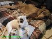 02.02.2011
A Navy Officer of the Windy Spot & CYNA Mysia Zag�ada FCI 
6 suk / 5 ps�w

i Panda