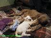 02.02.2011,
A Navy Officer of the Windy Spot & CYNA Mysia Zag�ada FCI ,
6 suk / 5 ps�w, i Panda