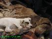 02.02.2011,
A Navy Officer of the Windy Spot & CYNA Mysia Zag�ada FCI ,
6 suk / 5 ps�w, i Panda