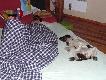Ju� nie pami�tam co mi si� �ni�o, by� mo�e polowanie na ba�anty. Psu pewnie te�.