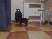 Bardzo chcia� wej�� do lod�wki